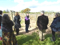 The C;ub at the Wroxbury Vineyard, Shropshire, 2016
